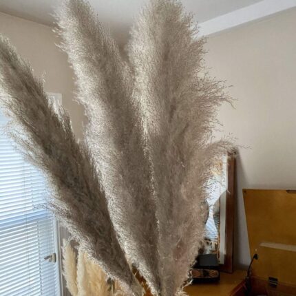 Large Grey Pampas Grass 1