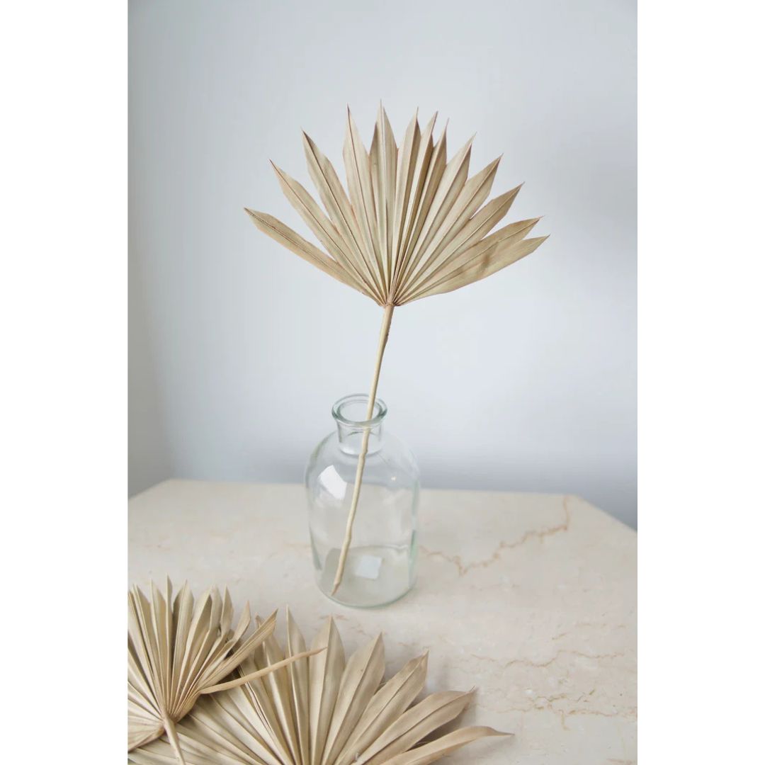 Natural Dried Fan Palms 2 Natural Dried Fan Palms 2