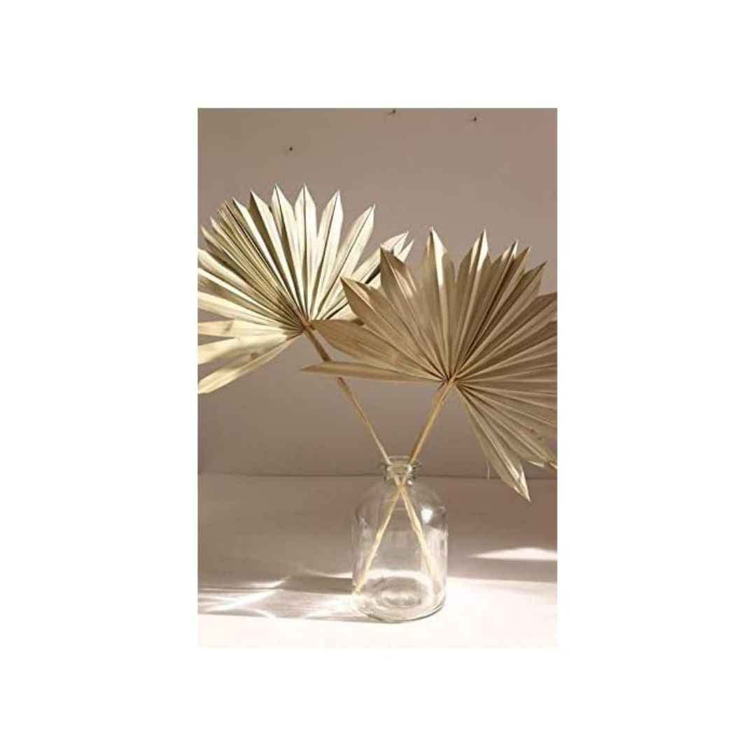 Natural Dried Fan Palms 5 Natural Dried Fan Palms 5
