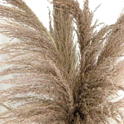 Homestuffbd Large Brown Pampas Grass 1